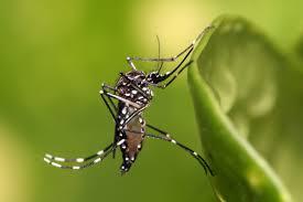 O mosquito Aedes aegypti